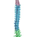 Replica Human Disarticulated Skeleton with Color-coded Spine – Economy