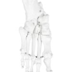 Replica Human Disarticulated Skeleton with Color-coded Spine – Economy