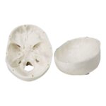 Replica Human 3-Part Miniature Skull – Economy
