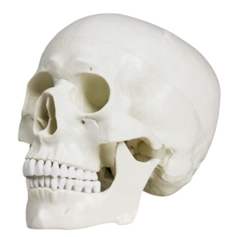 Replica Human Skull - Economy