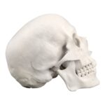 Replica Human Skull – Economy