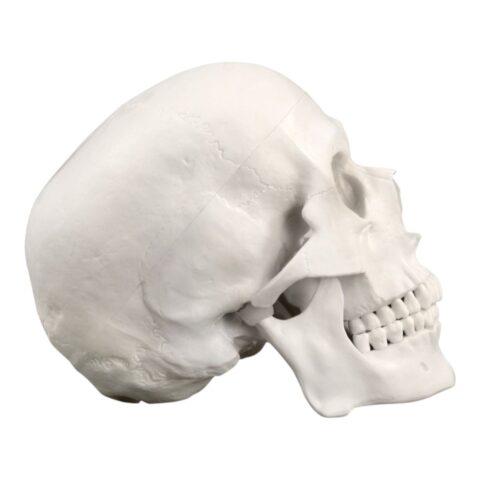 Replica Human Skull - Economy