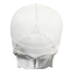 Replica Human Skull – Economy