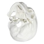 Replica Human Skull – Economy
