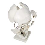 Replica Human Beauchene Skull – Economy