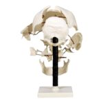 Replica Human Beauchene Skull – Economy