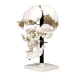 Replica Human Beauchene Skull – Economy