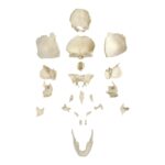 Replica Human 22-part Disarticulated Skull with Storage Box – Economy