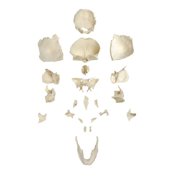 Replica Human 22-part Disarticulated Skull with Storage Box – Economy