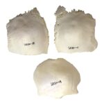 Replica Human 22-part Disarticulated Skull with Storage Box – Economy