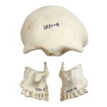 Replica Human 22-part Disarticulated Skull with Storage Box – Economy