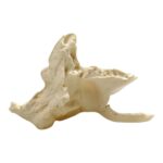 Replica Human 22-part Disarticulated Skull with Storage Box – Economy