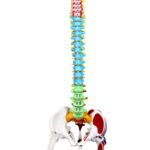 Replica Human Spine with Color-coded Regions – Economy