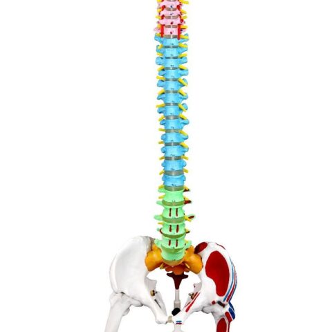 Replica Human Spine with Color-coded Regions - Economy