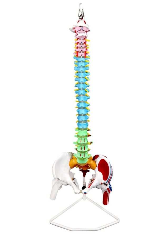 Replica Human Spine with Color-coded Regions – Economy