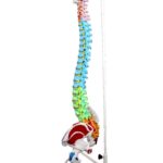 Replica Human Spine with Color-coded Regions – Economy