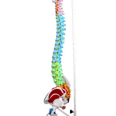 Replica Human Spine with Color-coded Regions - Economy
