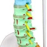 Replica Human Spine with Color-coded Regions – Economy