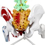 Replica Human Spine with Color-coded Regions – Economy