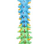Replica Human Spine with Color-coded Regions – Economy