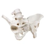 Replica Human Male and Female Pelvis Set with Carrying Case – Economy