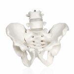 Replica Human Male and Female Pelvis Set with Carrying Case – Economy