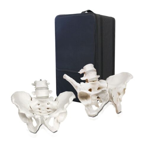 Replica Human Male and Female Pelvis Set with Carrying Case - Economy