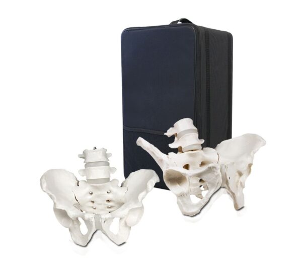 Replica Human Male and Female Pelvis Set with Carrying Case – Economy