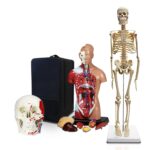 Replica Human Anatomy Kit with Carrying Case – Skeleton, Torso and Skull (Economy)