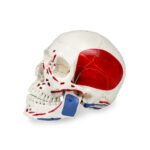 Replica Human Anatomy Kit with Carrying Case – Skeleton, Torso and Skull (Economy)