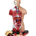 Replica Human Anatomy Kit with Carrying Case – Skeleton, Torso and Skull (Economy)