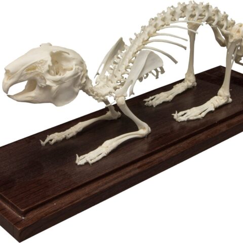 Real Domestic Rabbit Skeleton - Economy