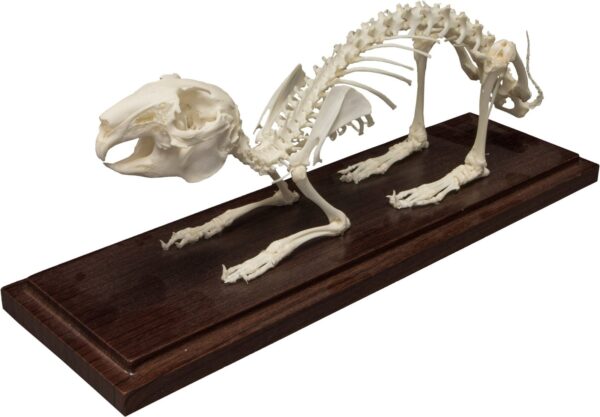 Real Domestic Rabbit Skeleton – Economy