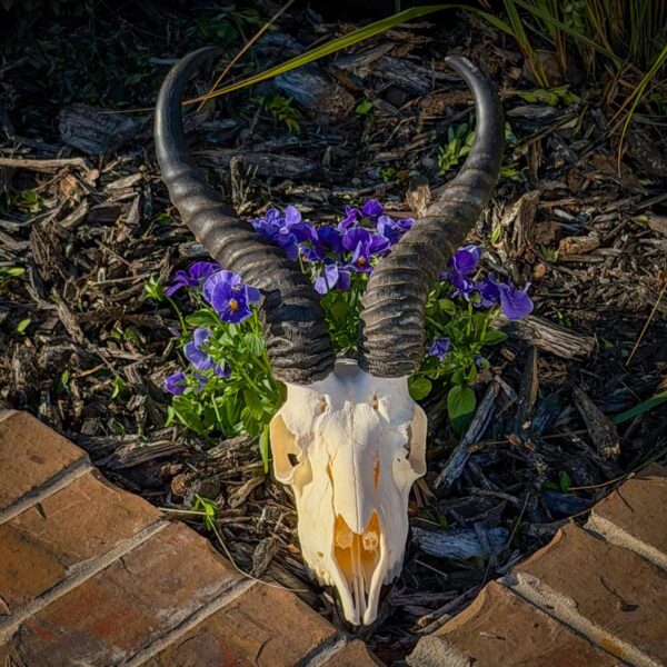 Real Springbok Skull – Male
