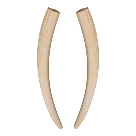 Replica Walrus Tusks - Pair