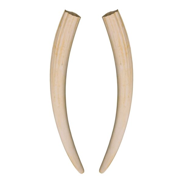 Replica Walrus Tusks – Pair