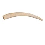 Replica Walrus Tusks – Pair