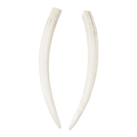 Replica Walrus Tusk - Single