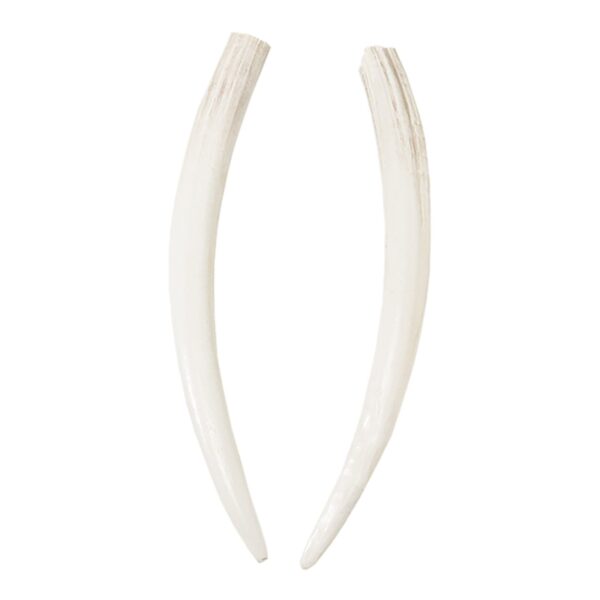 Replica Walrus Tusk – Single