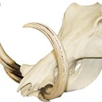 Replica Warthog Skull