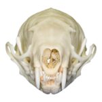 Real Weasel Skull