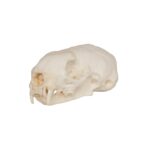 Replica Weasel Skull