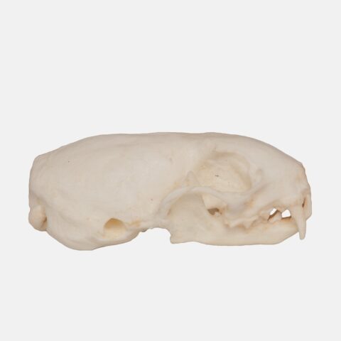 Replica Weasel Skull
