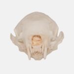 Replica Weasel Skull