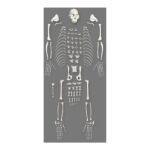 Replica Weeping Capuchin Monkey Skeleton