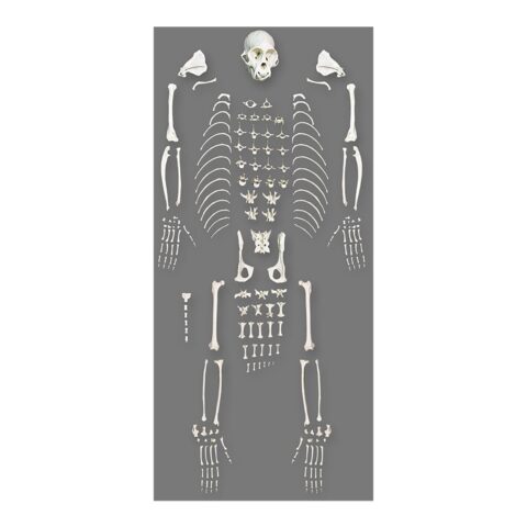 Replica Weeping Capuchin Monkey Skeleton