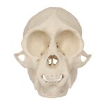 Replica Weeping Capuchin Monkey Skull