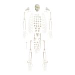 Replica Weeping Capuchin Monkey Skeleton