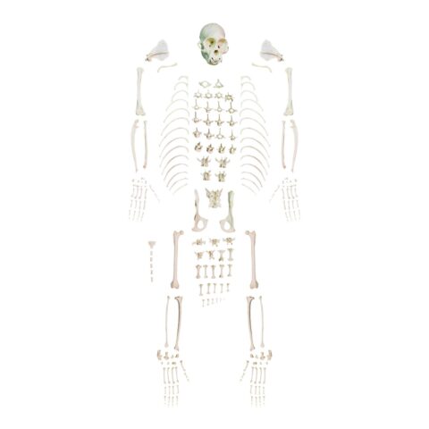 Replica Weeping Capuchin Monkey Skeleton