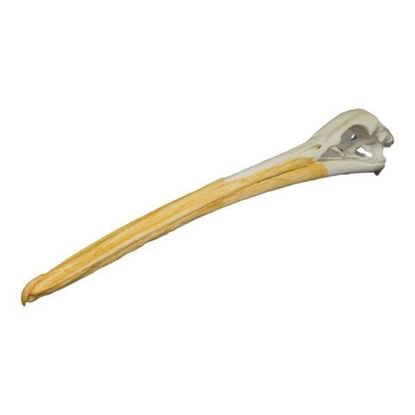 Replica White Pelican Skull